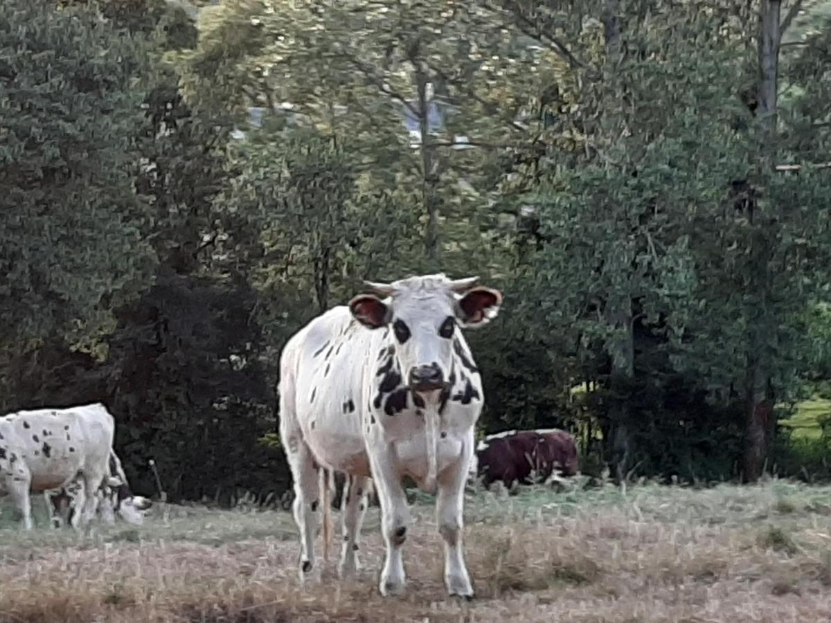 Gite De La Butte Le Charme De La Normandie Entre Terre Et Mer Condé-sur-Vire Eksteriør billede